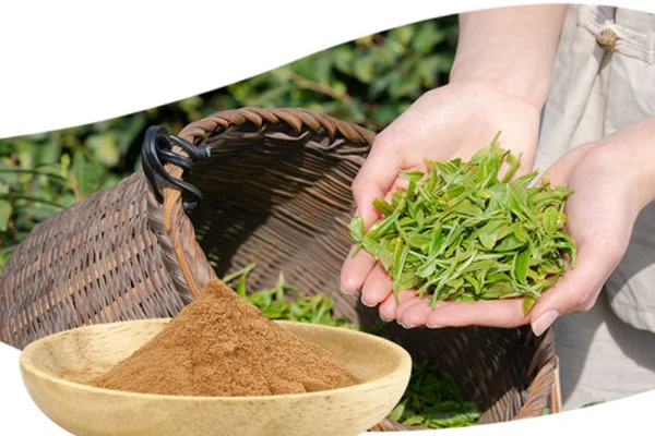 Tea Polyphenol