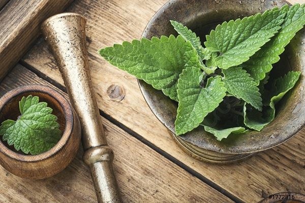4 Benefits Of Lemon Balm List