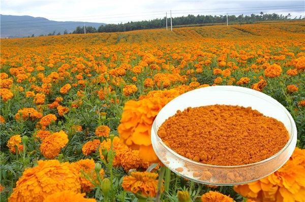 4 Metoda ekstrakcije Luteina u prahu iz Marigolda I.