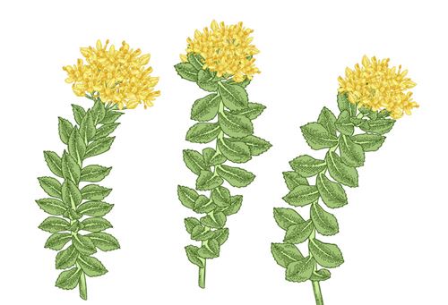 Pregled istorije medicine Rhodiola Rosea