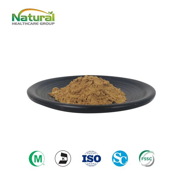 Ginkgo biloba u prahu